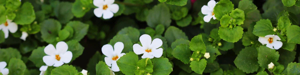 Bacopa Monnieri