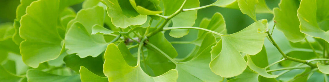 Ginkgo Biloba