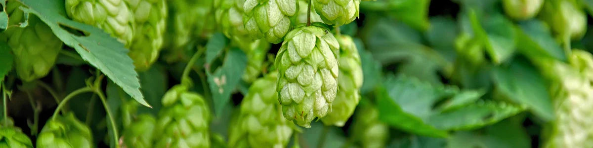 Hop