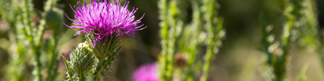 Mariadistel (Silybum Marianum)
