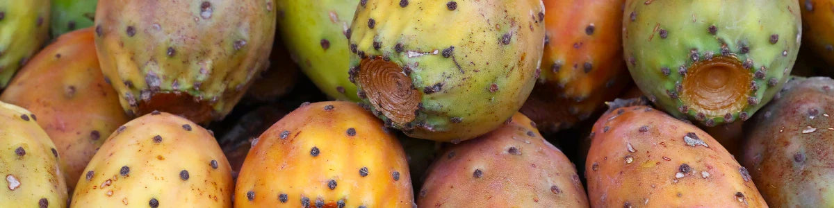Opuntia