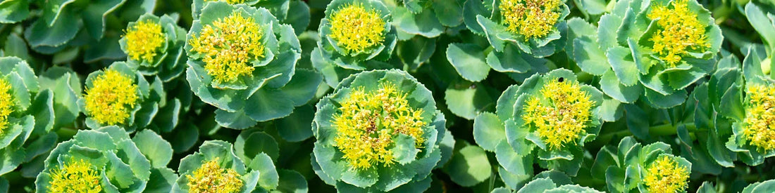 Rhodiola Rosea (Rozewortel)