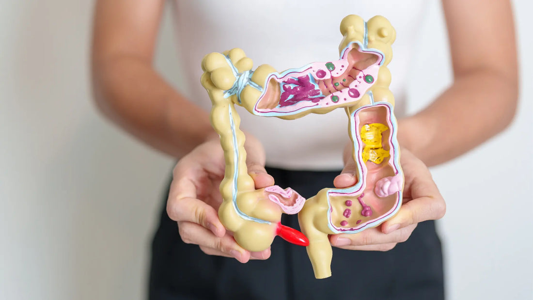 Verloop spijsvertering