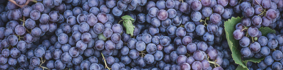 Vitis vinifera (druif)