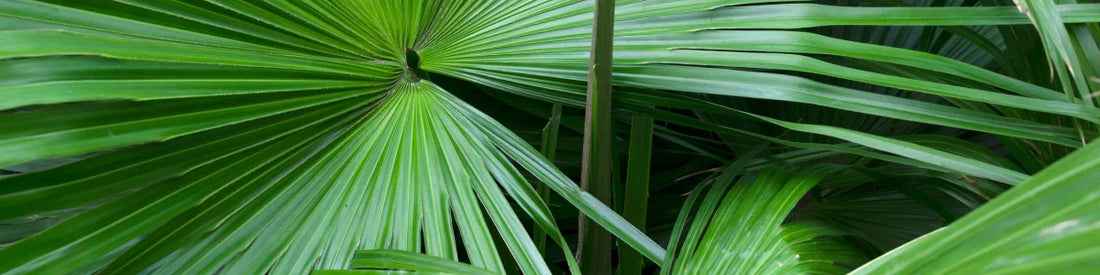 Saw palmetto