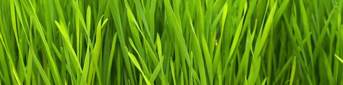 Tarwegras (Triticum aestivum)